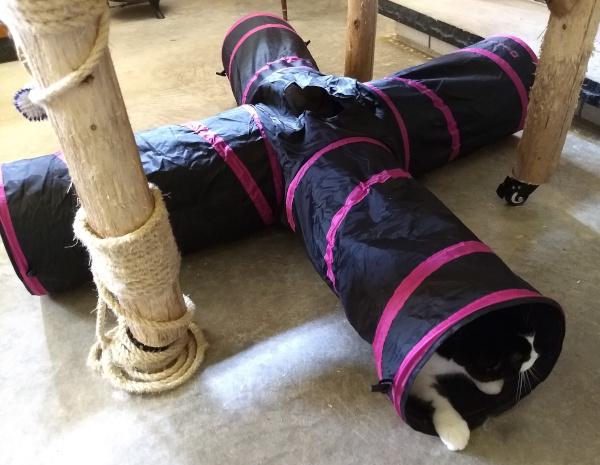 4-way cat tunnel
