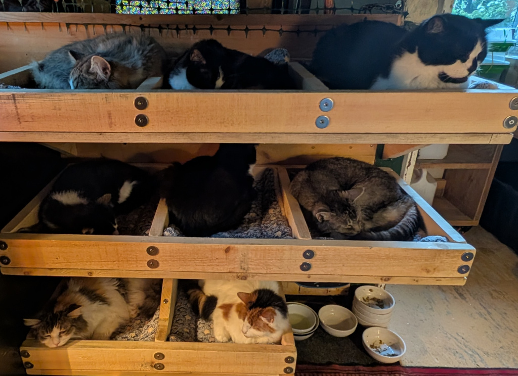 8 cats in home-made custome cat beds