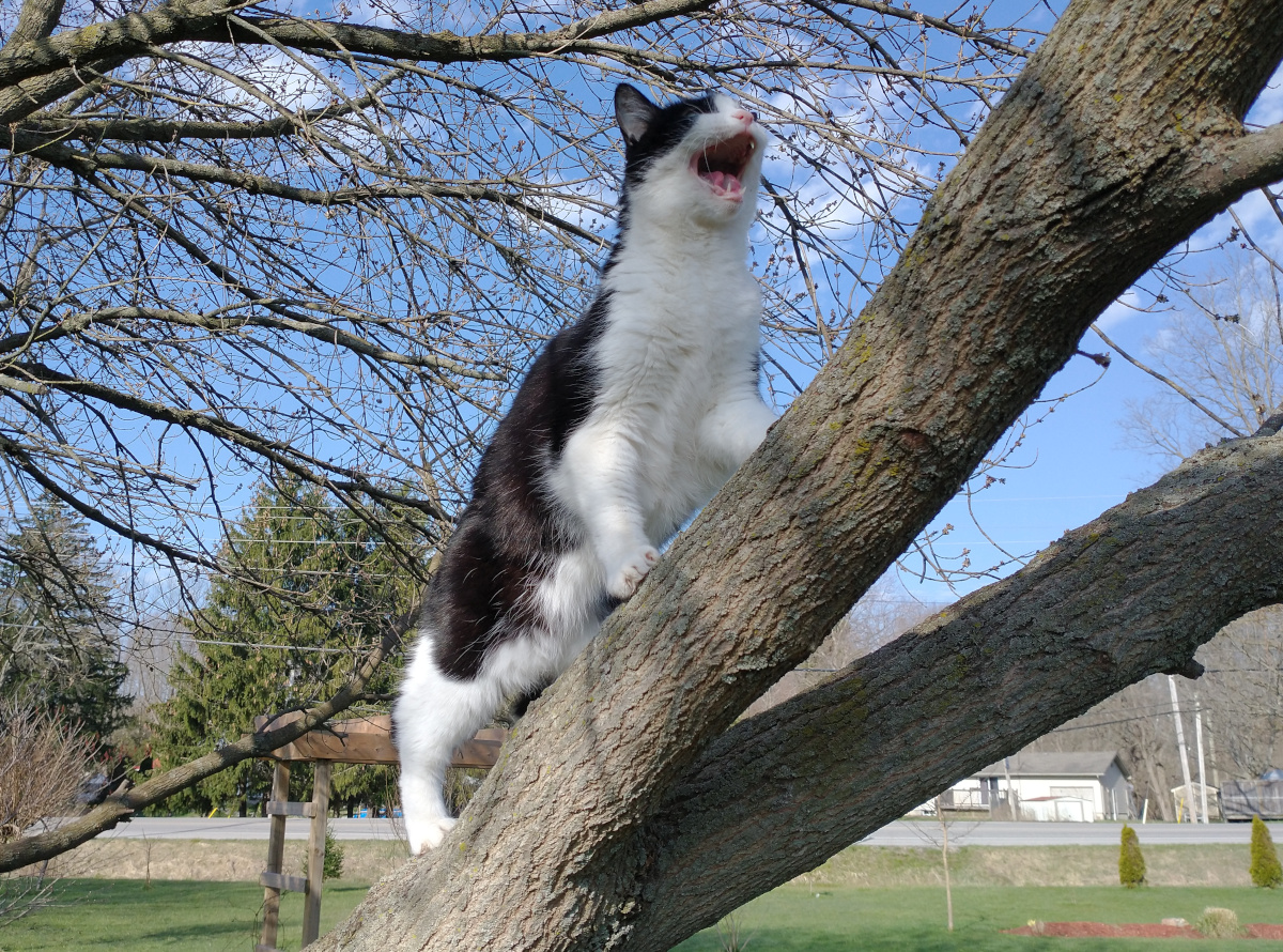 tuxedo cat in Manitoba Maple tree on warm sunny April Morning