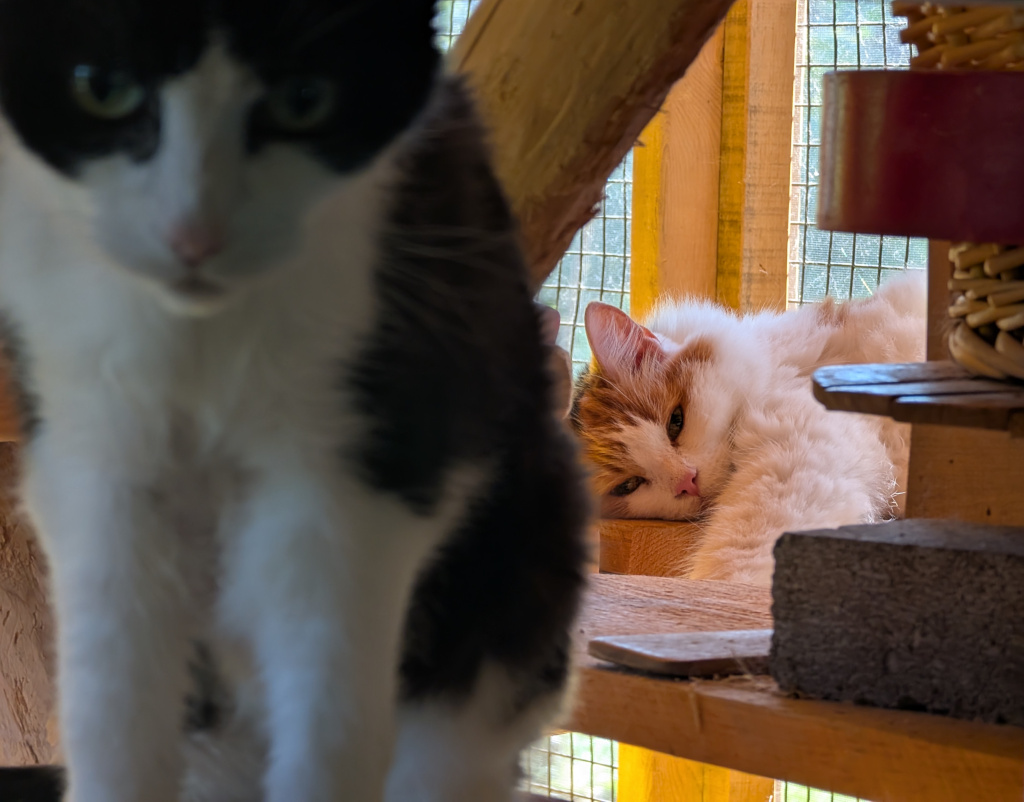 tuxedo cat and forest cat in sunroom