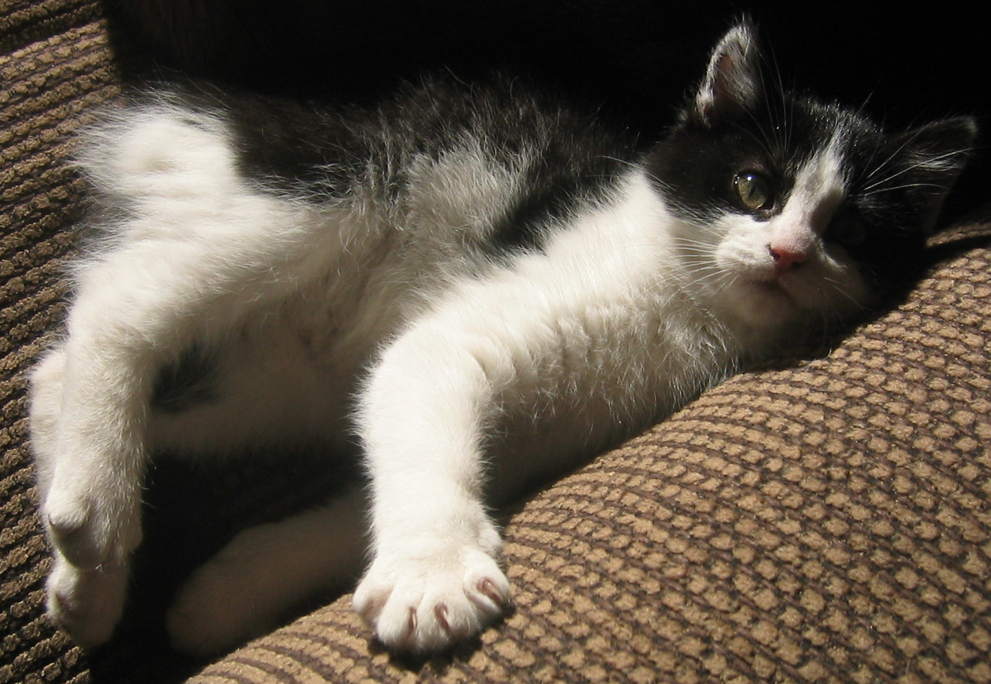 Tuxedo cat kitten