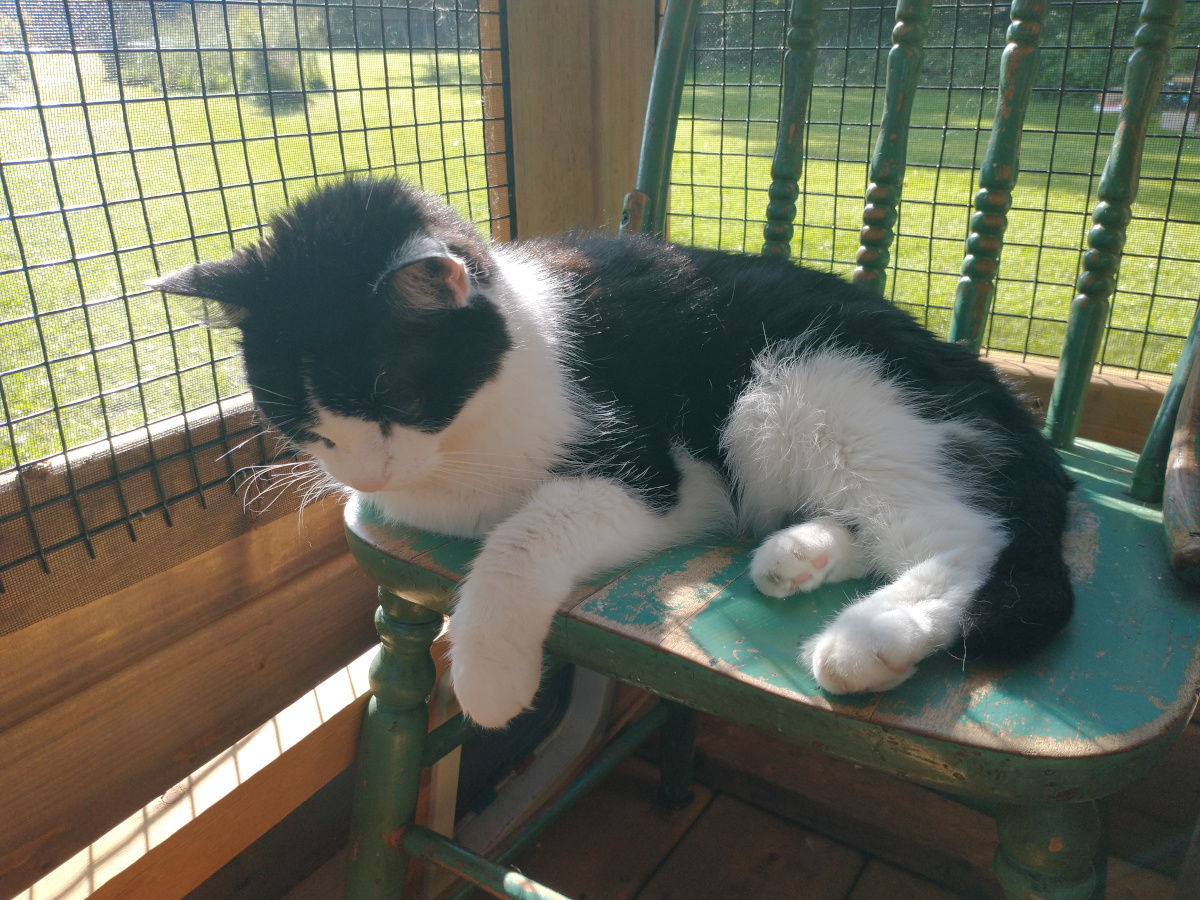 tuxedo cat falling asleep in sun on chair in cat patio or catio