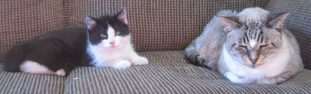 Lynx Point Siamese & tuxedo kitten