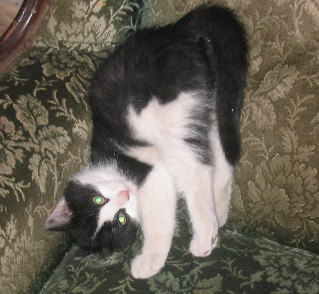 Tuxedo kitten playing on chair