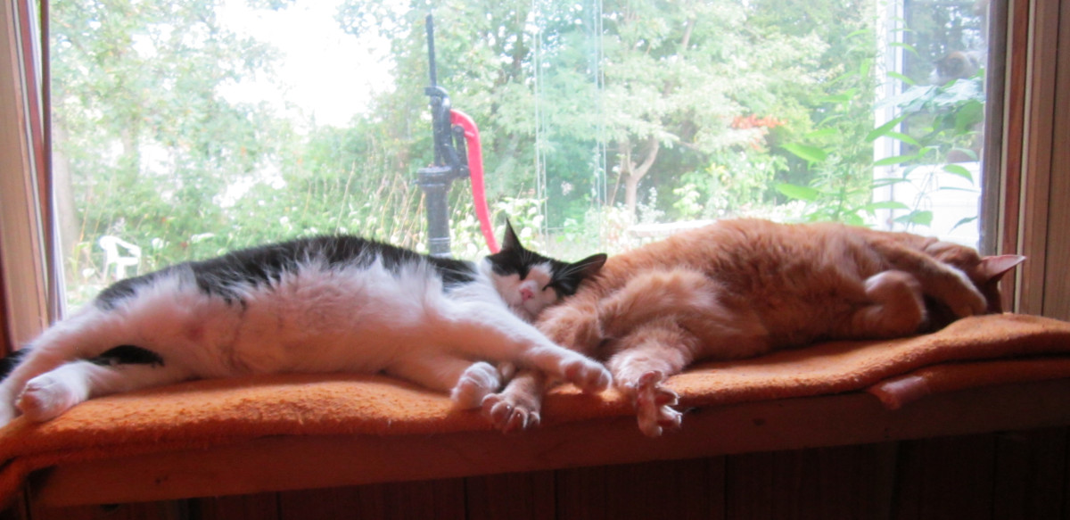 Tuxedo cat & Orange tabby cat sleeping on shelf by window