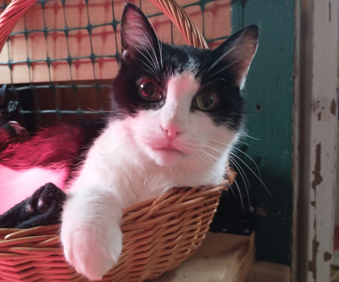 tuxedo cat looking into camera in basket under red light