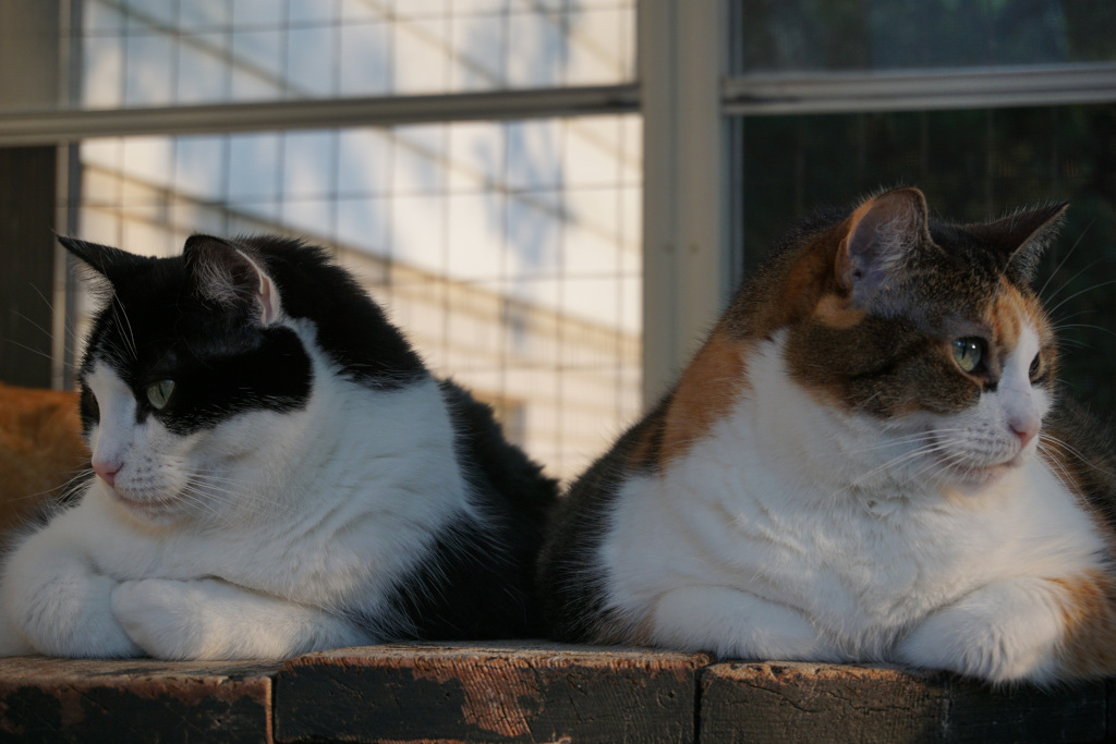 Tuxedo cat and calico cat