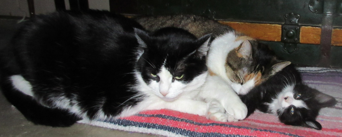 Tuxedo Cat, Calico Cat, Tuxedo kitten