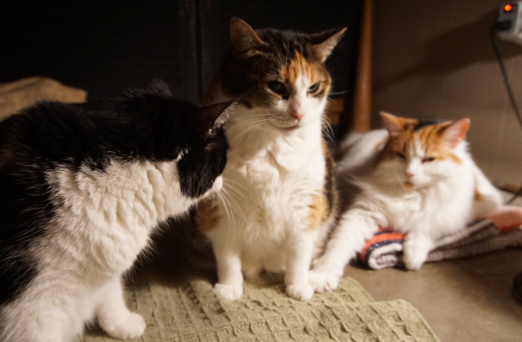 Mother cat and two of her children