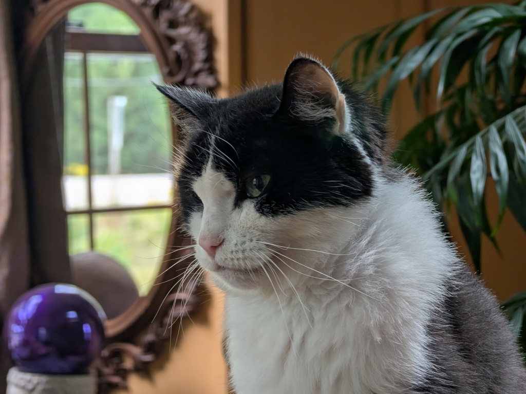 tuxedo cat