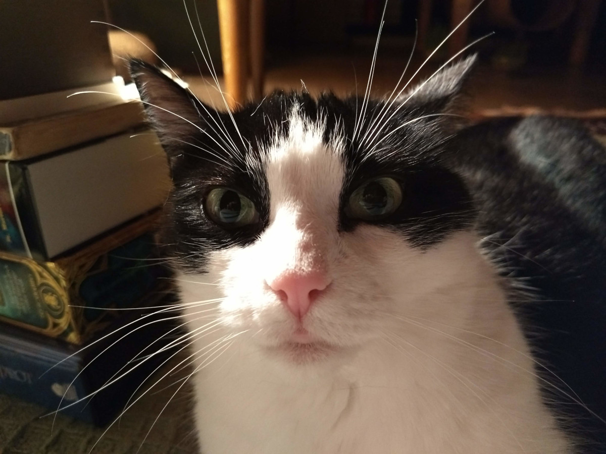 Face of Tuxedo Cat