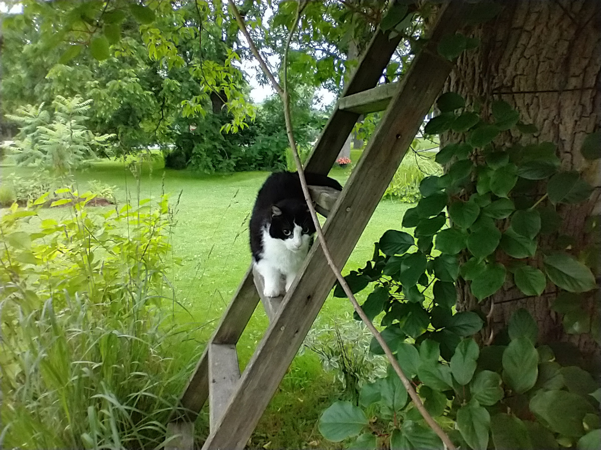 tuxedo cat on wooden ladder