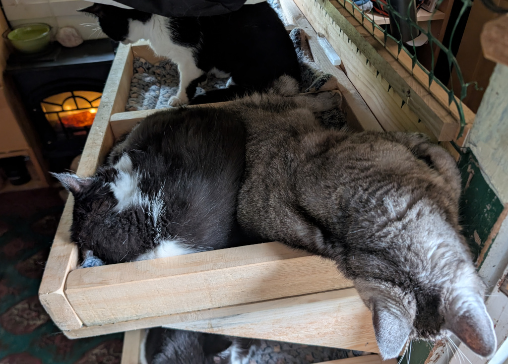 cat on cat beds