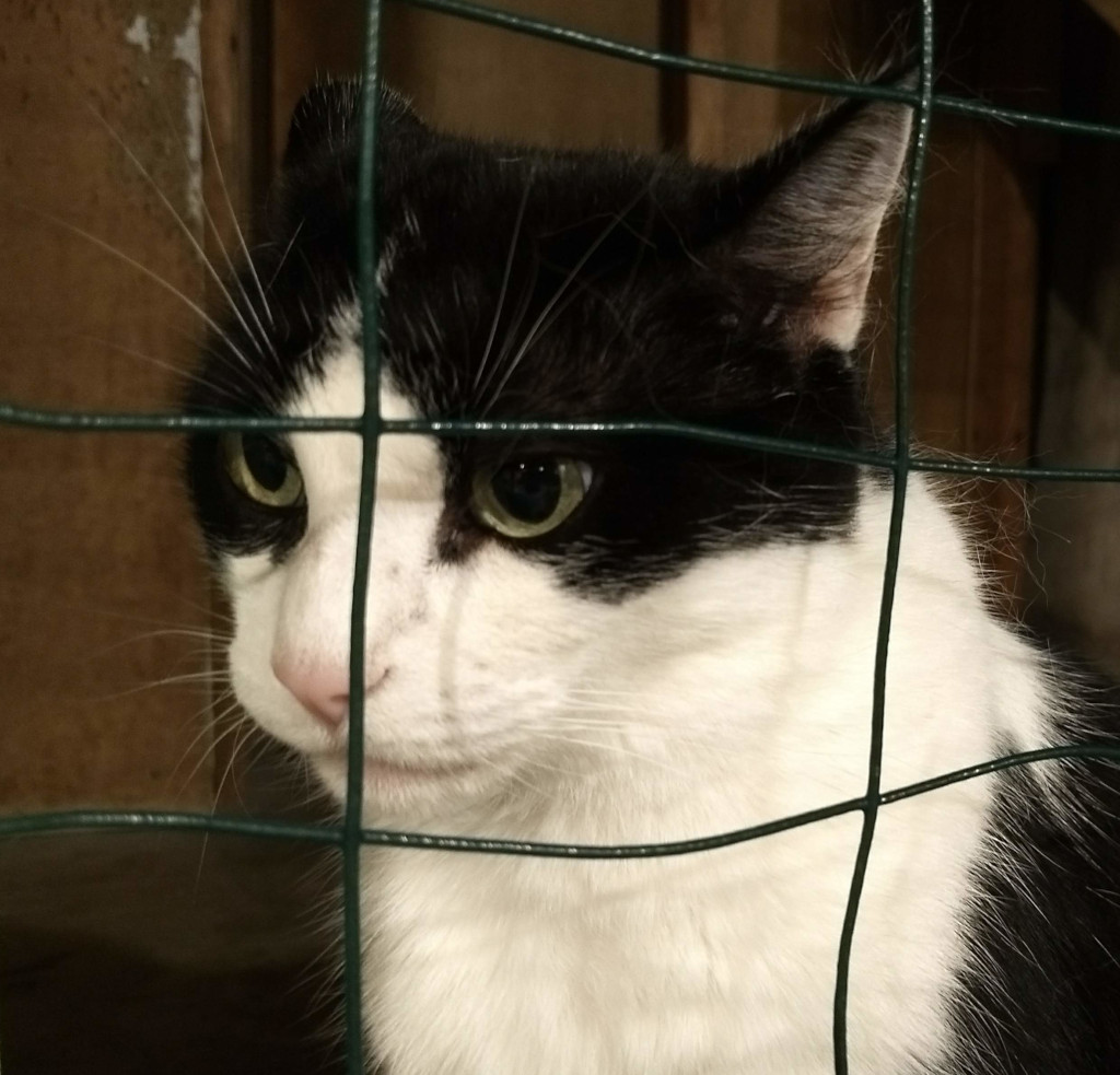 Tuxedo cat