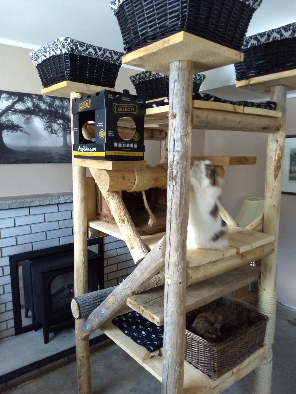 Box on homemade cat tree