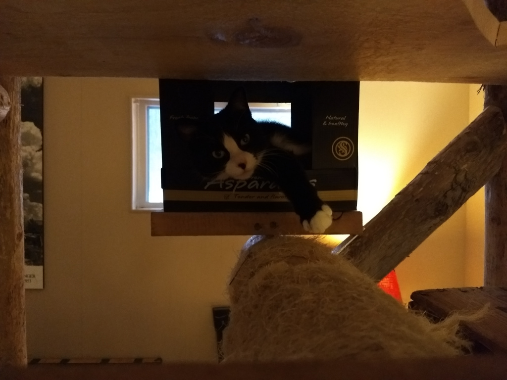 tuxedo cat on cat tree
