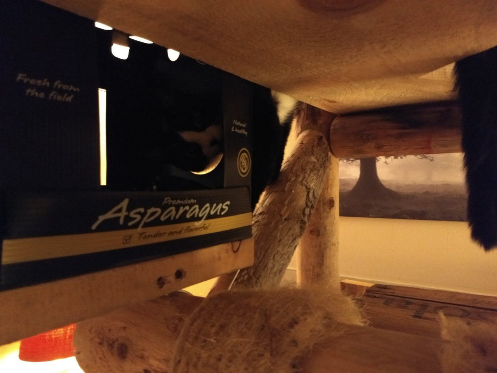 Tuxedo cat playing on homemade cat tree