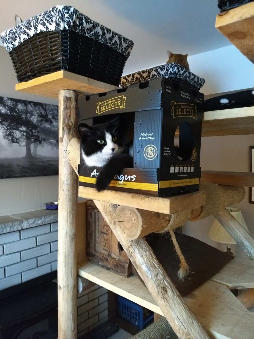 Tuxedo cat in box on homemade cat tree.