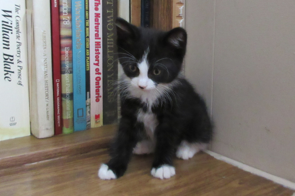 tuxedo kitten