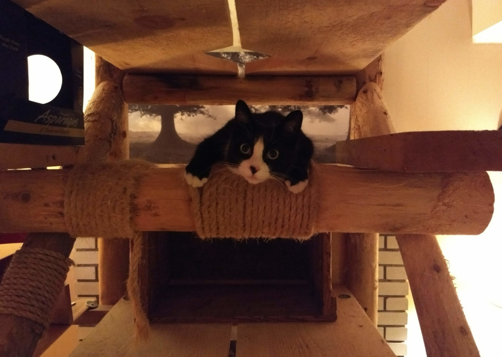 tuxedo cat in cat tree looking troublesome