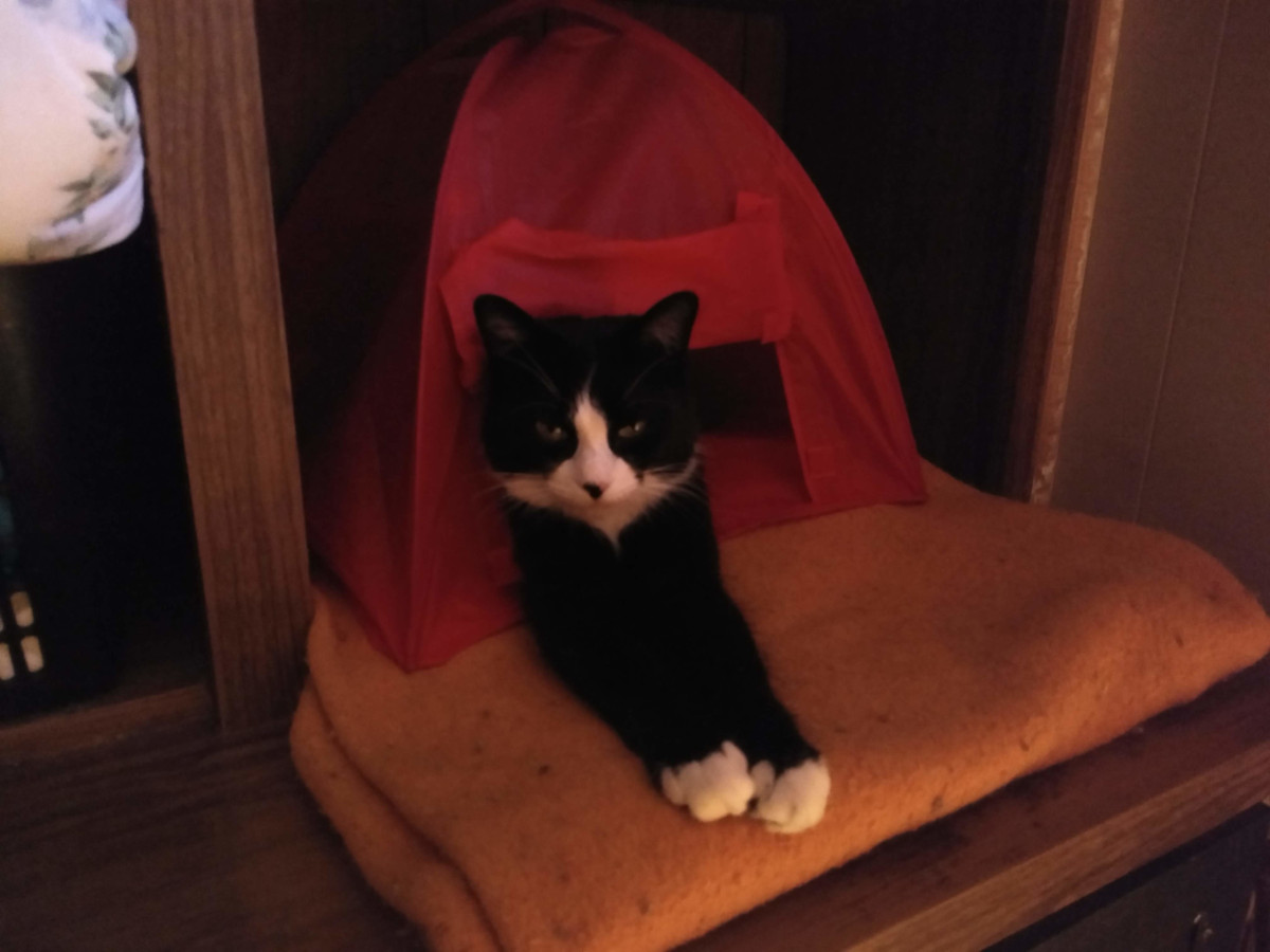 tuxedo cat in cat tent