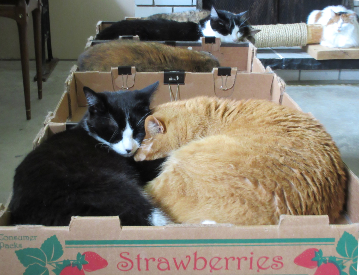 6 cats