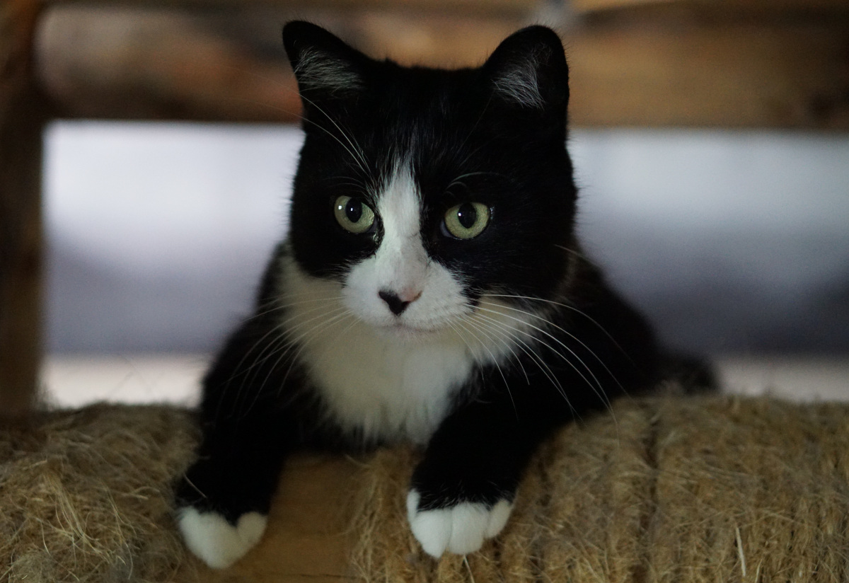 tuxedo cat on cat scratching log in cat tree