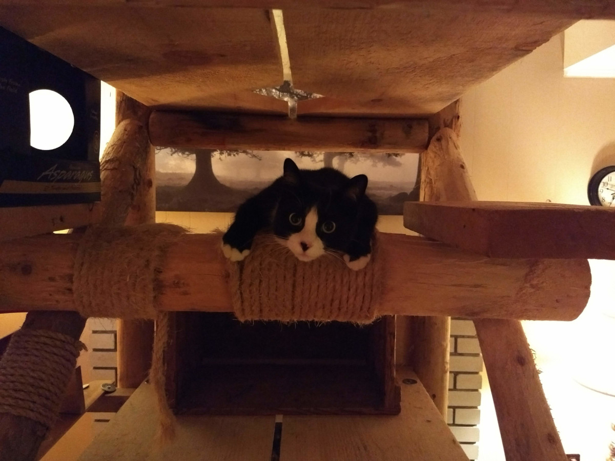 Tuxedo cat in amazing cat tree