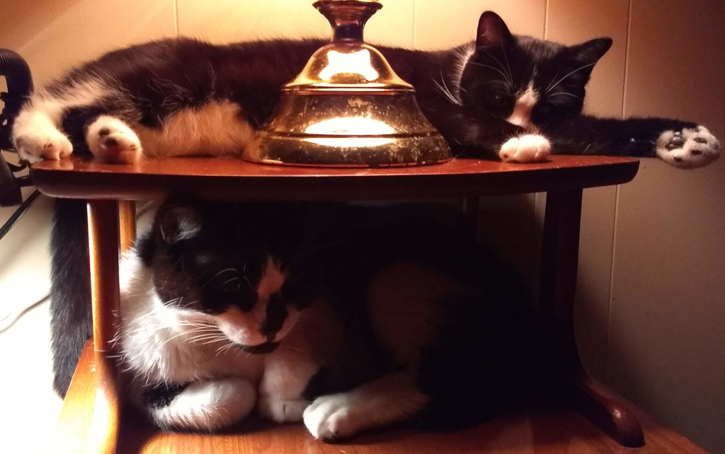 2 tuxedo cats