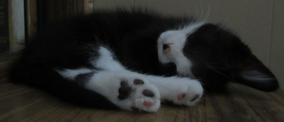 Tuxedo Kitten