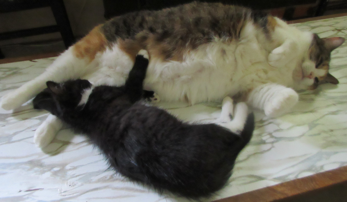 Tuxedo Kitten & Calico cat