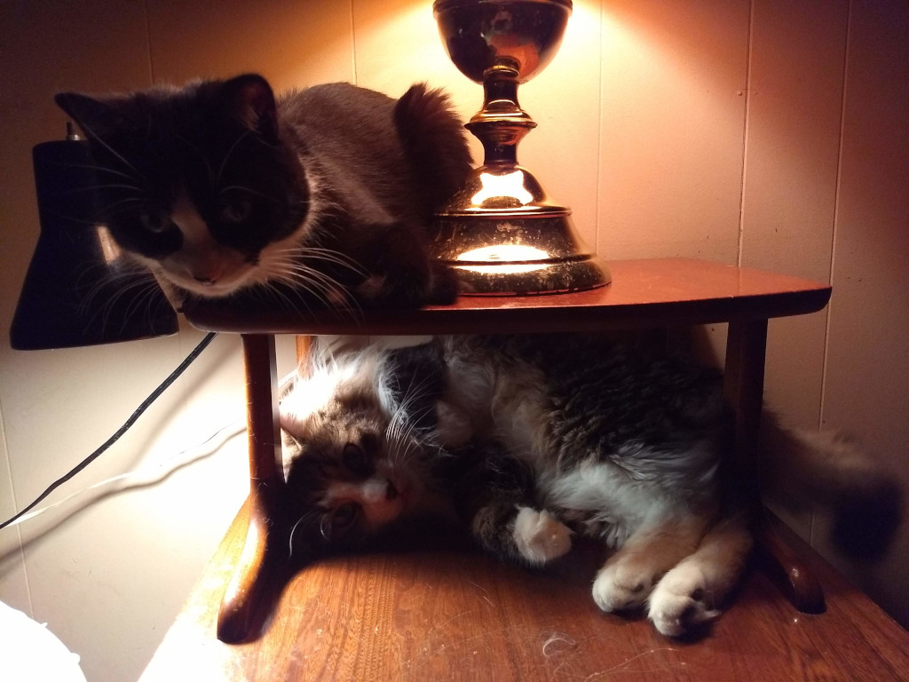 tuxedo cat & long haired grey tabby