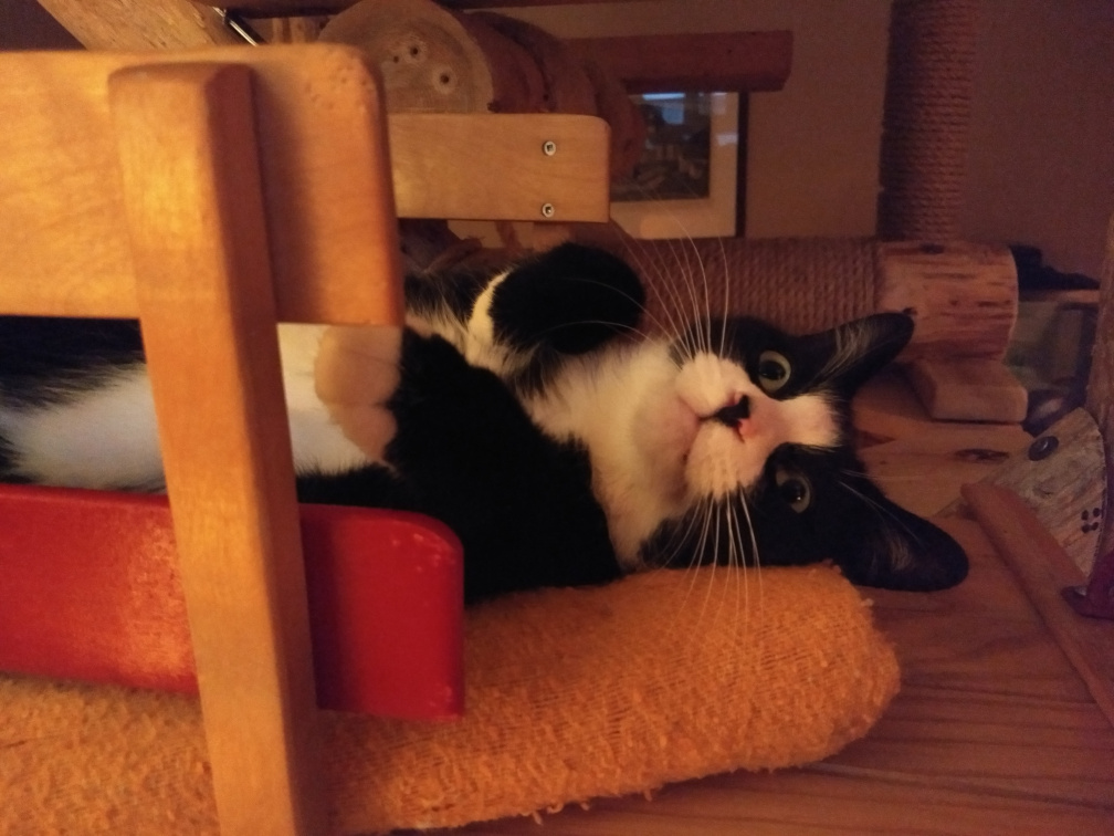 Tuxedo Cat on sleigh