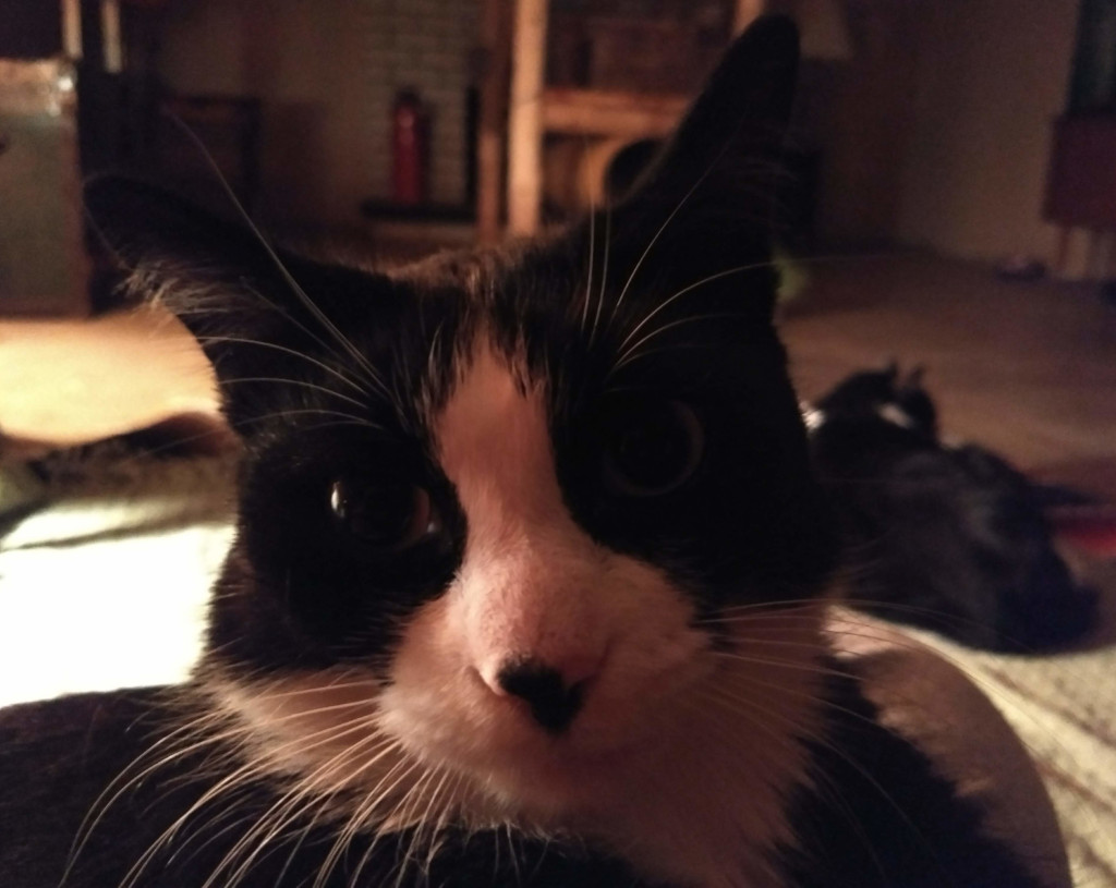 Face of Tuxedo Cat
