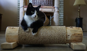 Picture of home-made cat scratching log with tuxedo cat