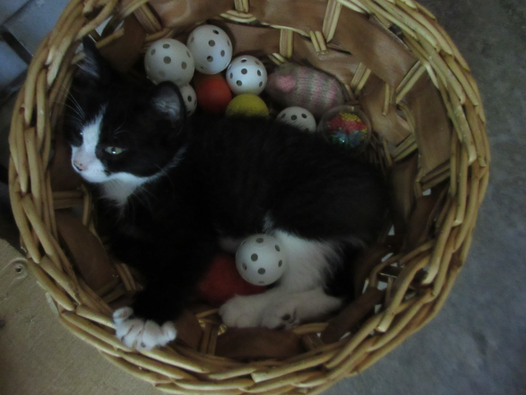 Tuxed kitten basket of toys