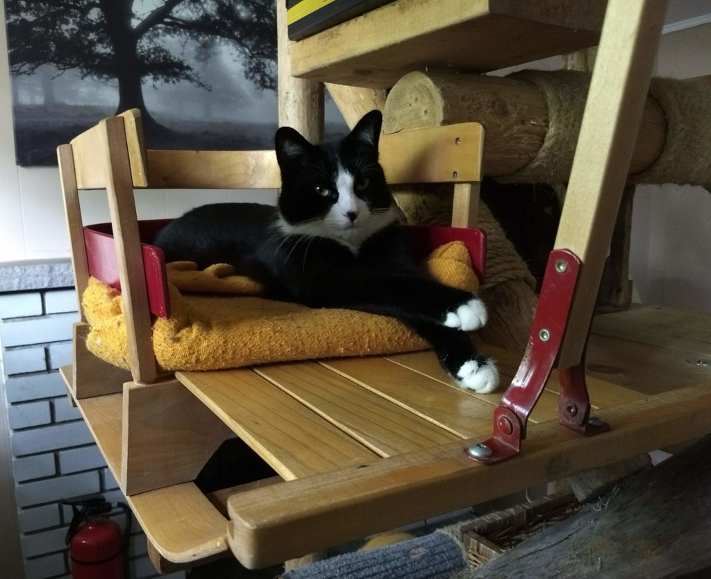 Tuxedo cat in sleigh