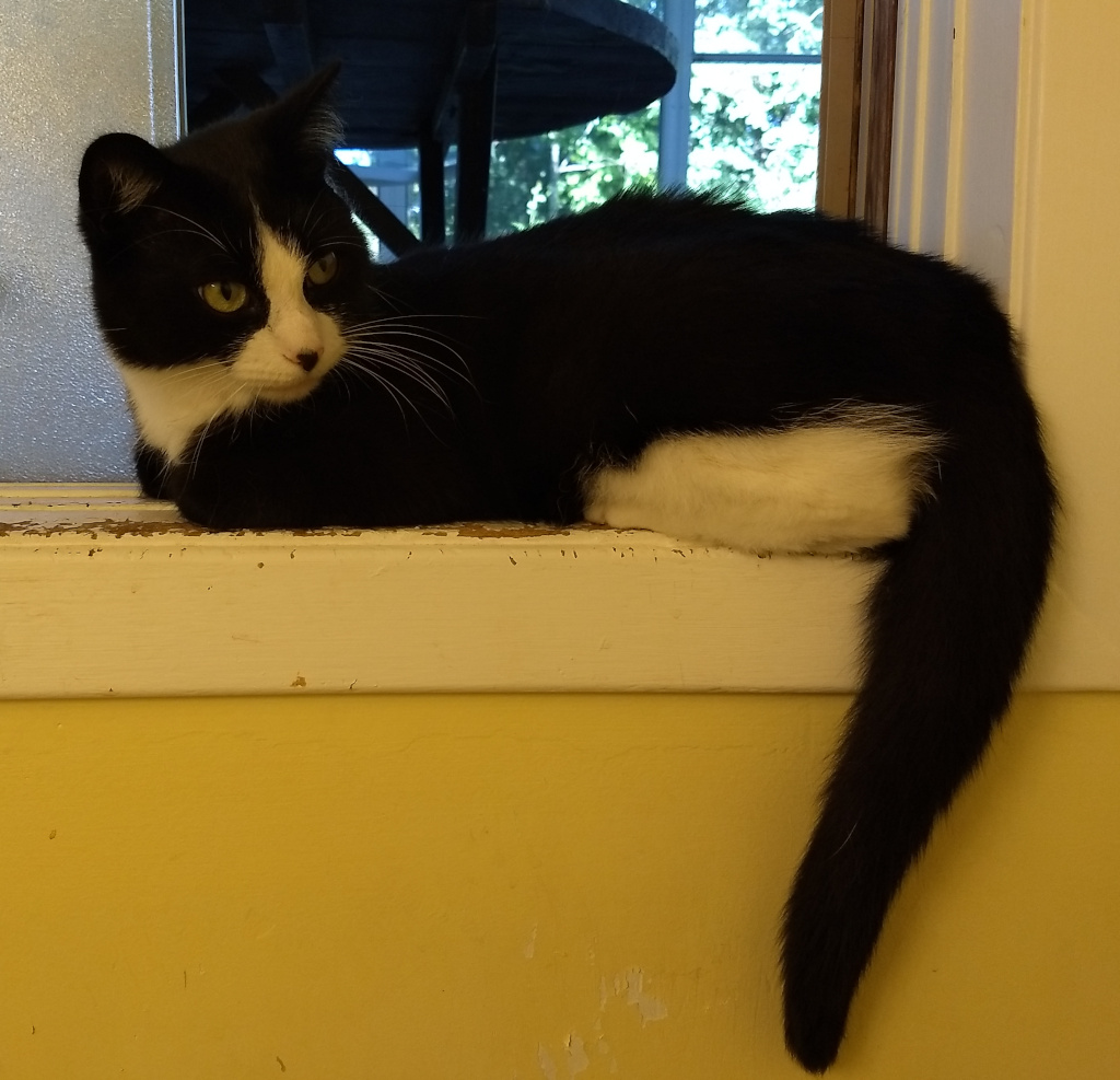 Tuxedo cat