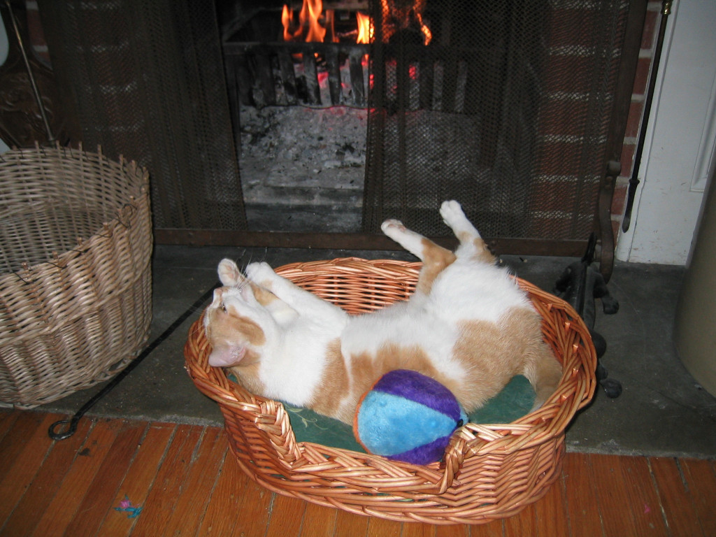 Cat enjoying being in front of fireplace on Christmas day