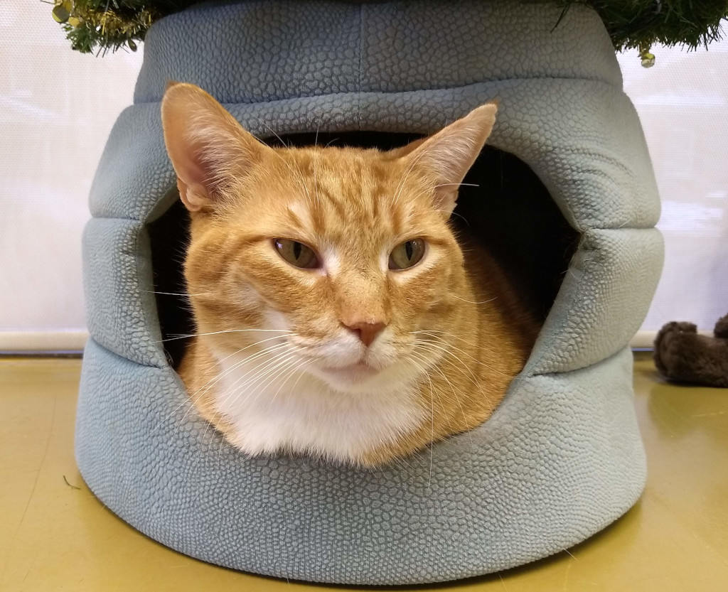 Orange tabby