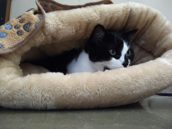 tuxedo cat in a cat cave