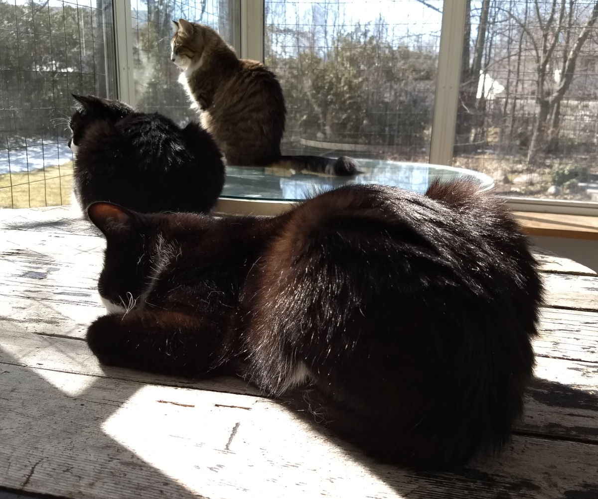 Three cats in Sunroom