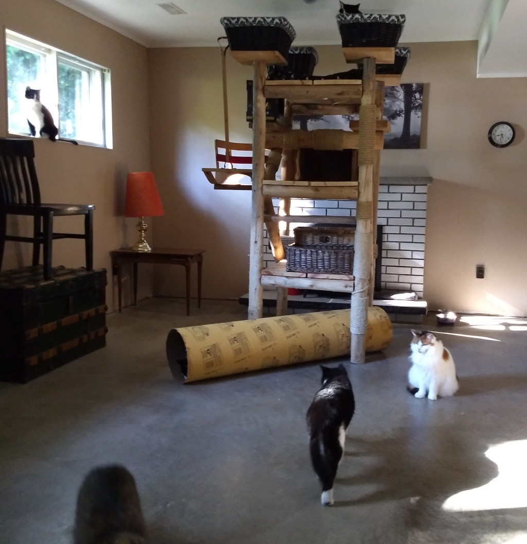 Cat tunnel carboard tube