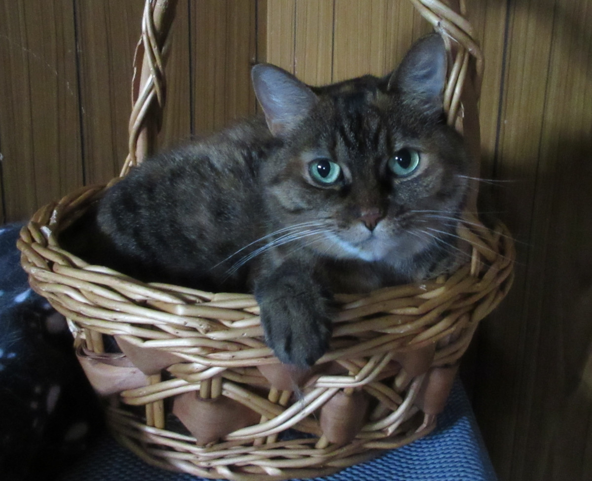 Calico cat in basket