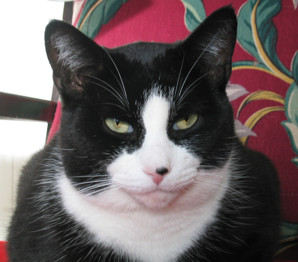 Tuxedo Cat