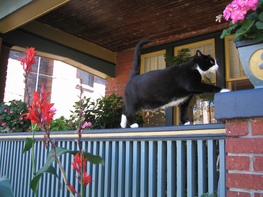 Tuxedo cat