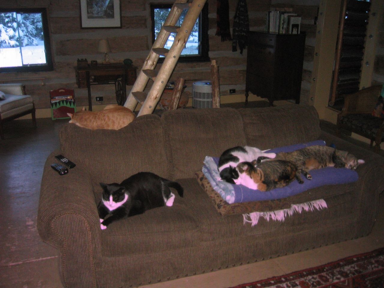 cats on couch in log cabin in winter