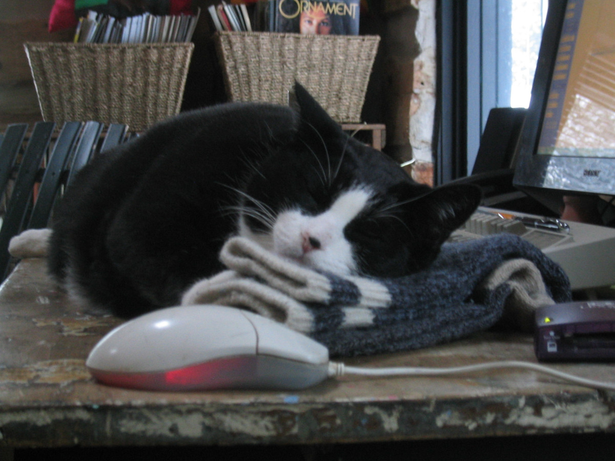 tuxedo cat on desk by computer