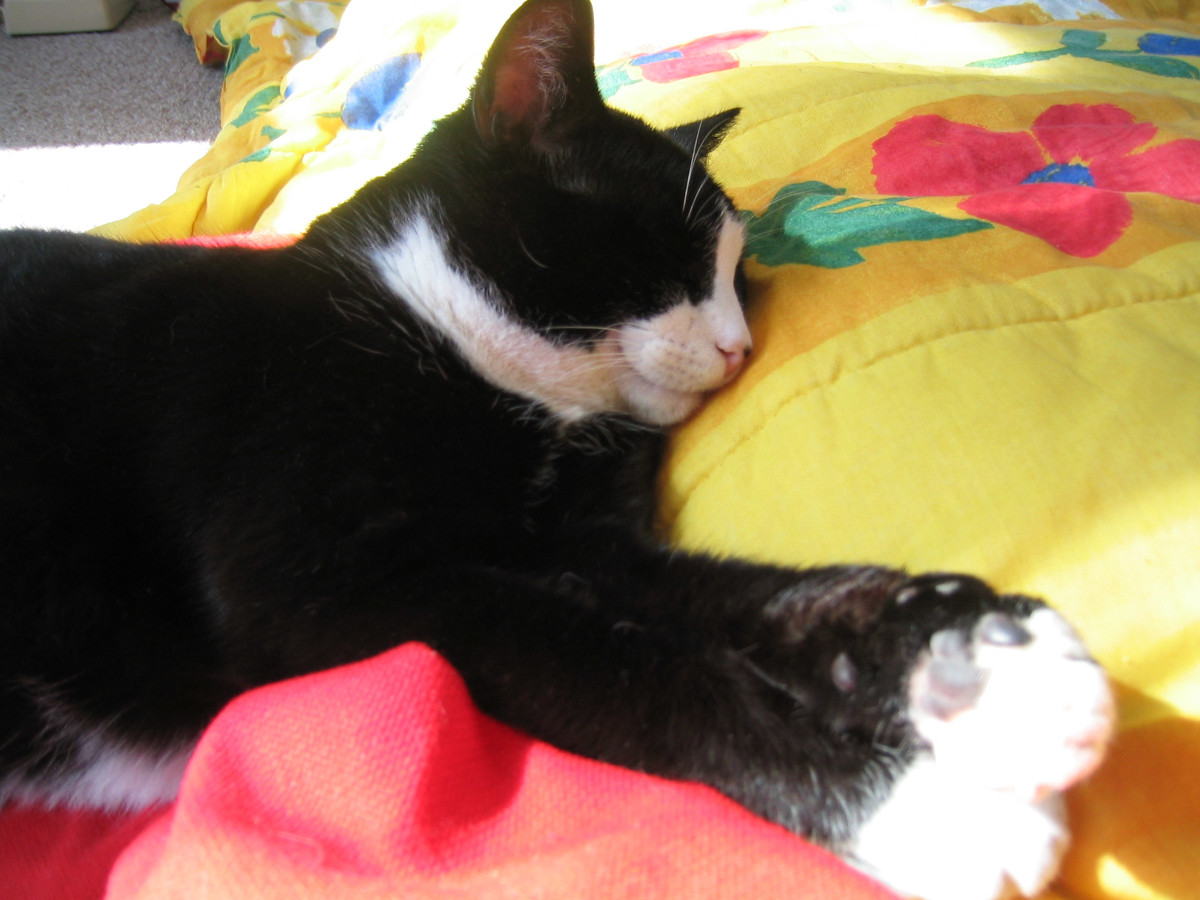 tuxedo cat