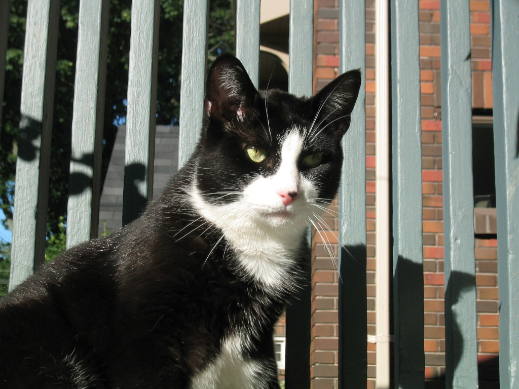Tuxedo Cat